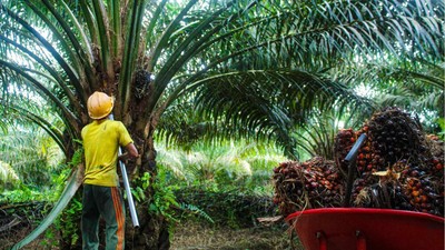 Petani Kelapa Sawit